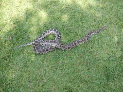 Image of Burmese python