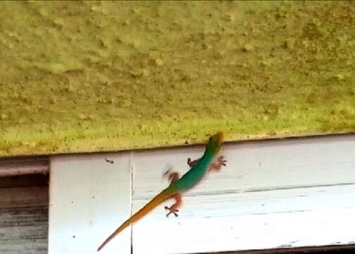 Image of Cameroon Dwarf Gecko