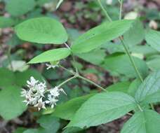 Imagem de Rubus hirtus Waldst. & Kit.