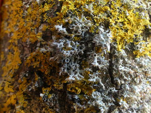 Image of rosette lichen