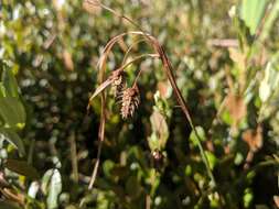 Image of boreal bog sedge