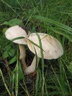 Image of Leccinum holopus (Rostk.) Watling 1960