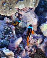 Plancia ëd Amphiprion melanopus Bleeker 1852