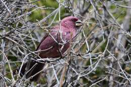 Image of Red-mantled Rosefinch