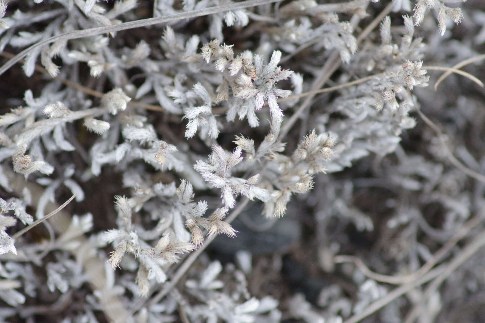 Image of Selaginella dregei (Presl) Hieron.