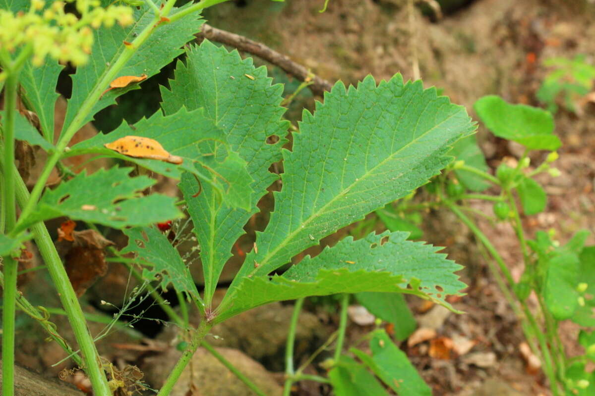 Cyphostemma lanigerum (Harv.) Descoings ex Wild & R. B. Drumm. resmi