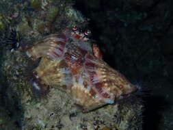 Image of jeweled anemone hermit