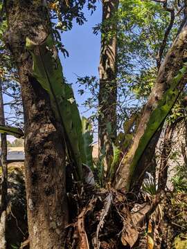 Image of Australian bird's-nest fern