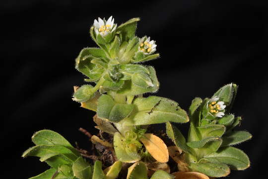 Image of Cerastium behmianum Muschl.