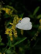 Image of <i>Celastrina neglectamajor</i>