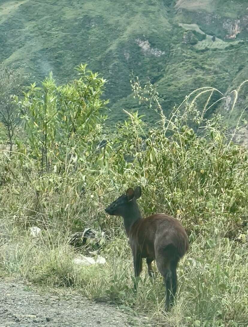 Image of Dwarf Red Brocket