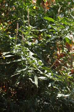 Image of tropical pokeweed