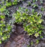 Image of Wideleaf Tortula Moss