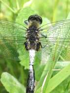 Leucorrhinia caudalis (Charpentier 1840) resmi