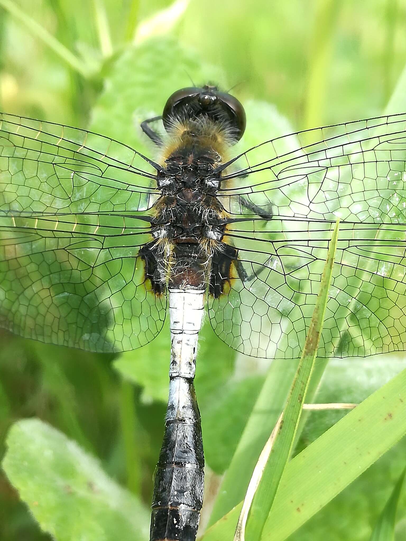 Leucorrhinia caudalis (Charpentier 1840) resmi