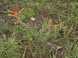 Слика од Castilleja integrifolia L. fil.