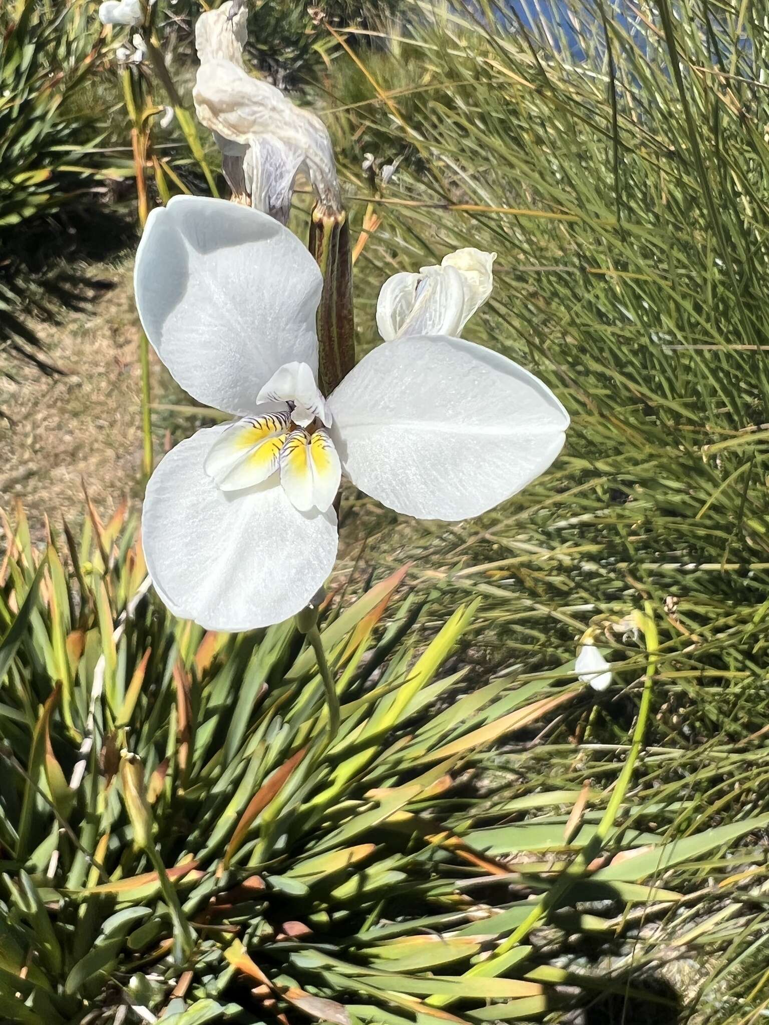 Image of Diplarrena latifolia Benth.