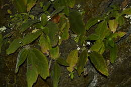 Image of Amalophyllon macrophyllum (Wiehler) Boggan, L. E. Skog & Roalson