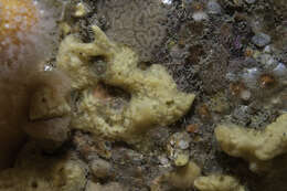 Image of yellow-fingered horny sponge