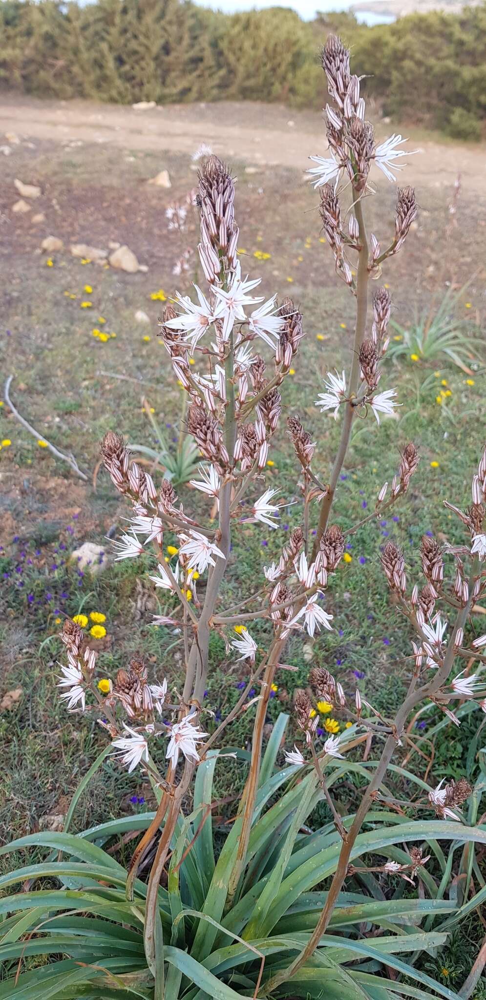 Image of Asphodelus ramosus subsp. ramosus