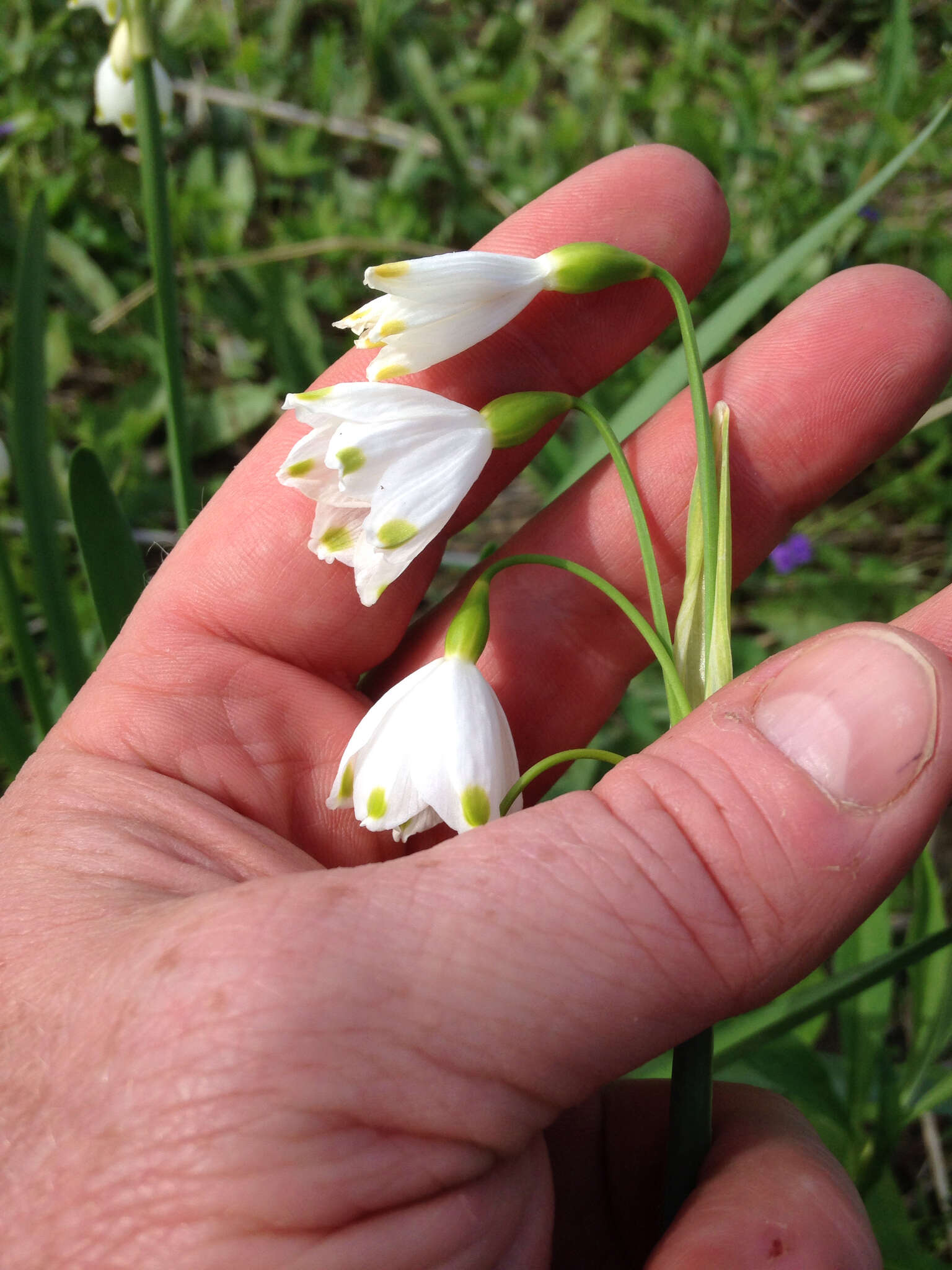 Image of Loddon lily