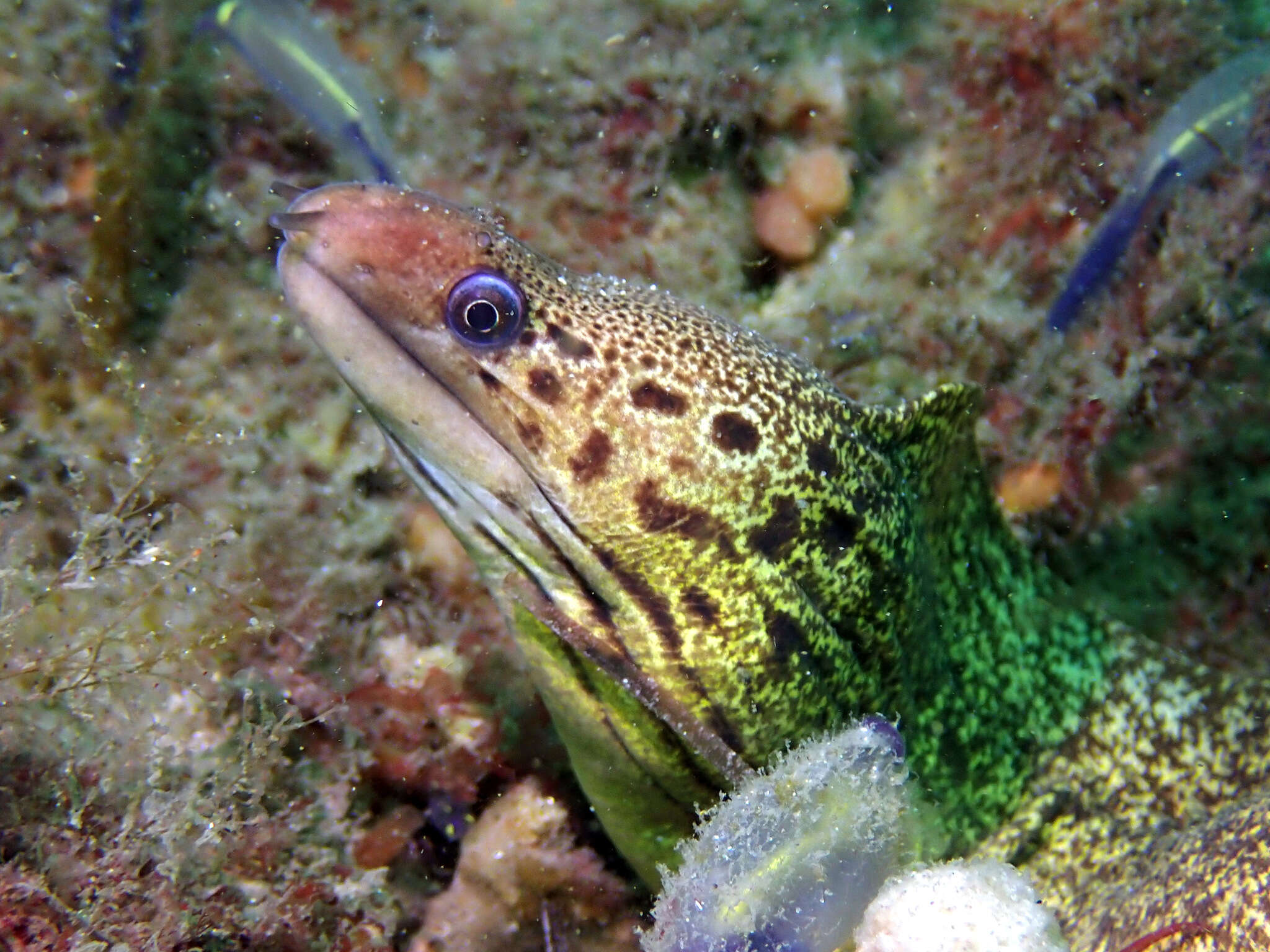 Image of Australian moray