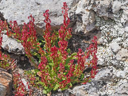 Plancia ëd Rumex bucephalophorus subsp. gallicus (Steinh.) Rech. fil.