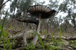 Image de Coprinopsis stangliana (Enderle, Bender & Gröger) Redhead, Vilgalys & Moncalvo 2001