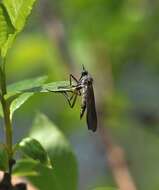 Imagem de Empis borealis Linnaeus 1758