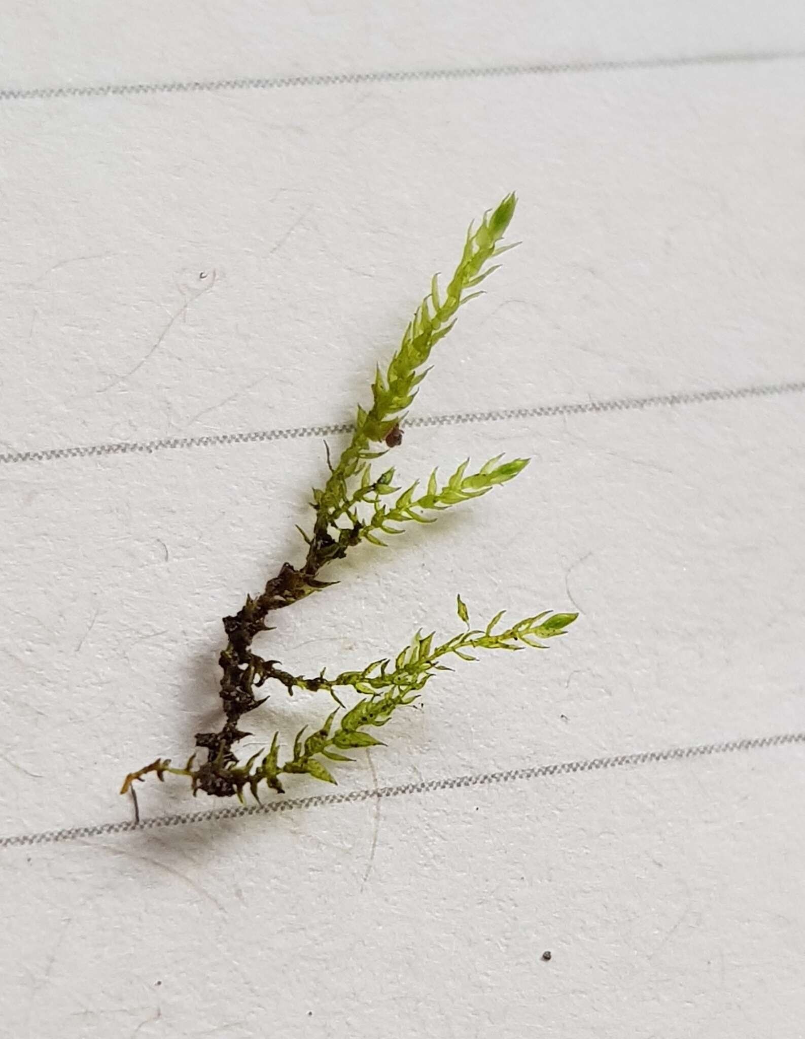 Image of brook-side feather-moss