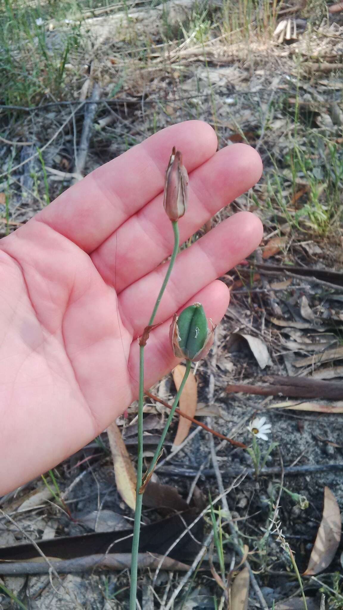 Image of Albuca flaccida Jacq.