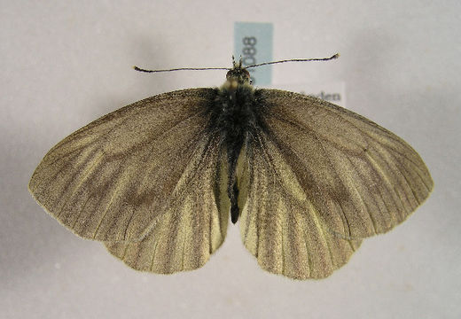Image of <i>Pieris bryoniae</i> (Hübner (1806))
