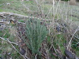 Imagem de Lavandula stoechas subsp. stoechas