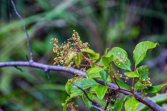 Image of Searsia acocksii (Moffett) Moffett