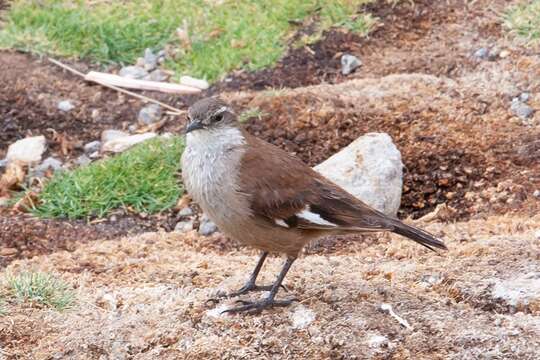 Image of White-winged Cinclodes