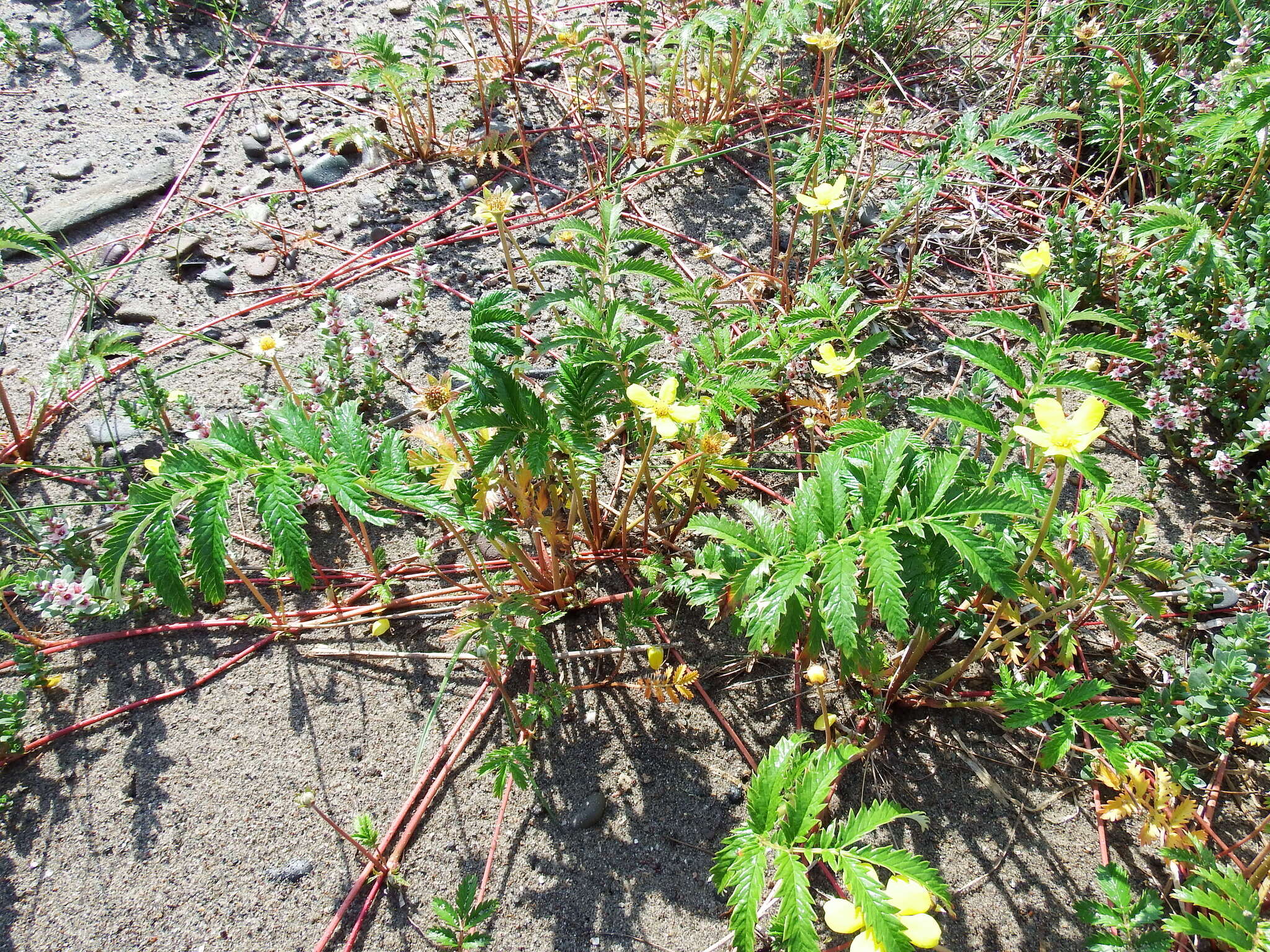 Image of Pacific silverweed