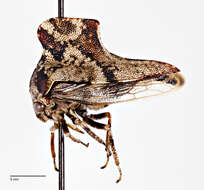 Image of Telamona ampelopsidis Harris