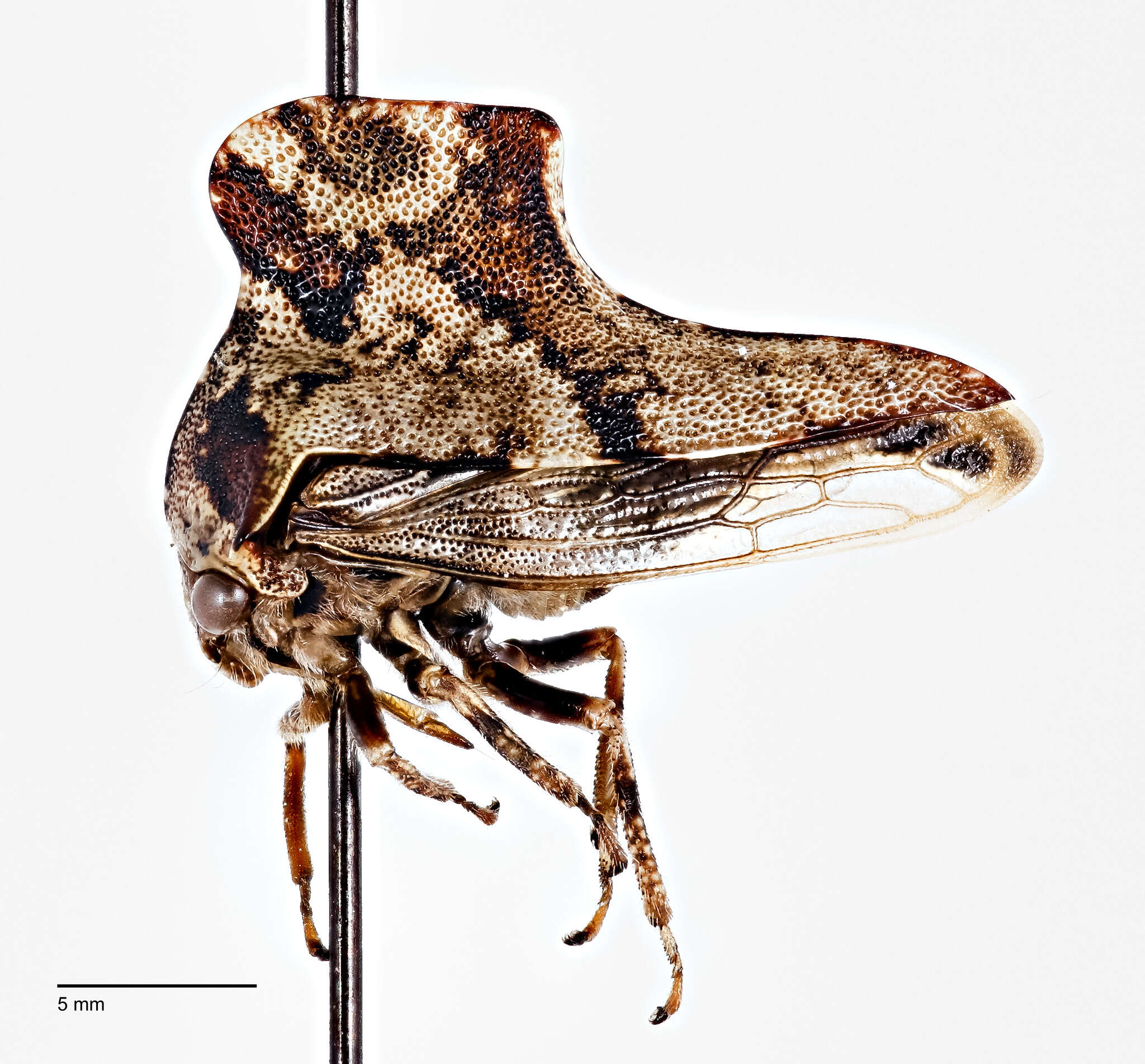 Image of Telamona ampelopsidis Harris