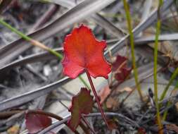 Image of Pelargonium setulosum Turcz.