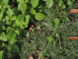 Image of Trailing Crab Grass