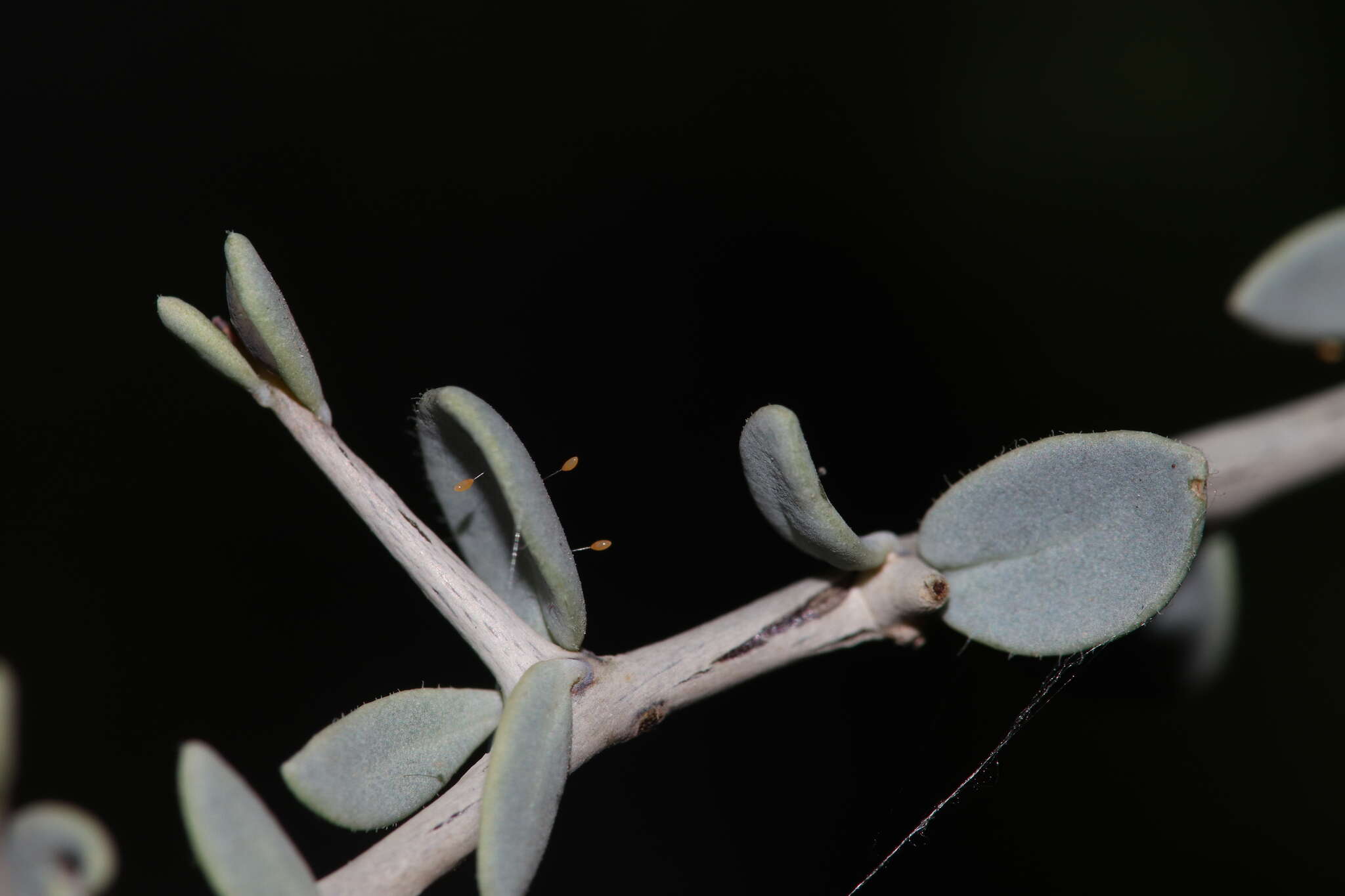 Bactericera lobata (Crawford 1914) resmi