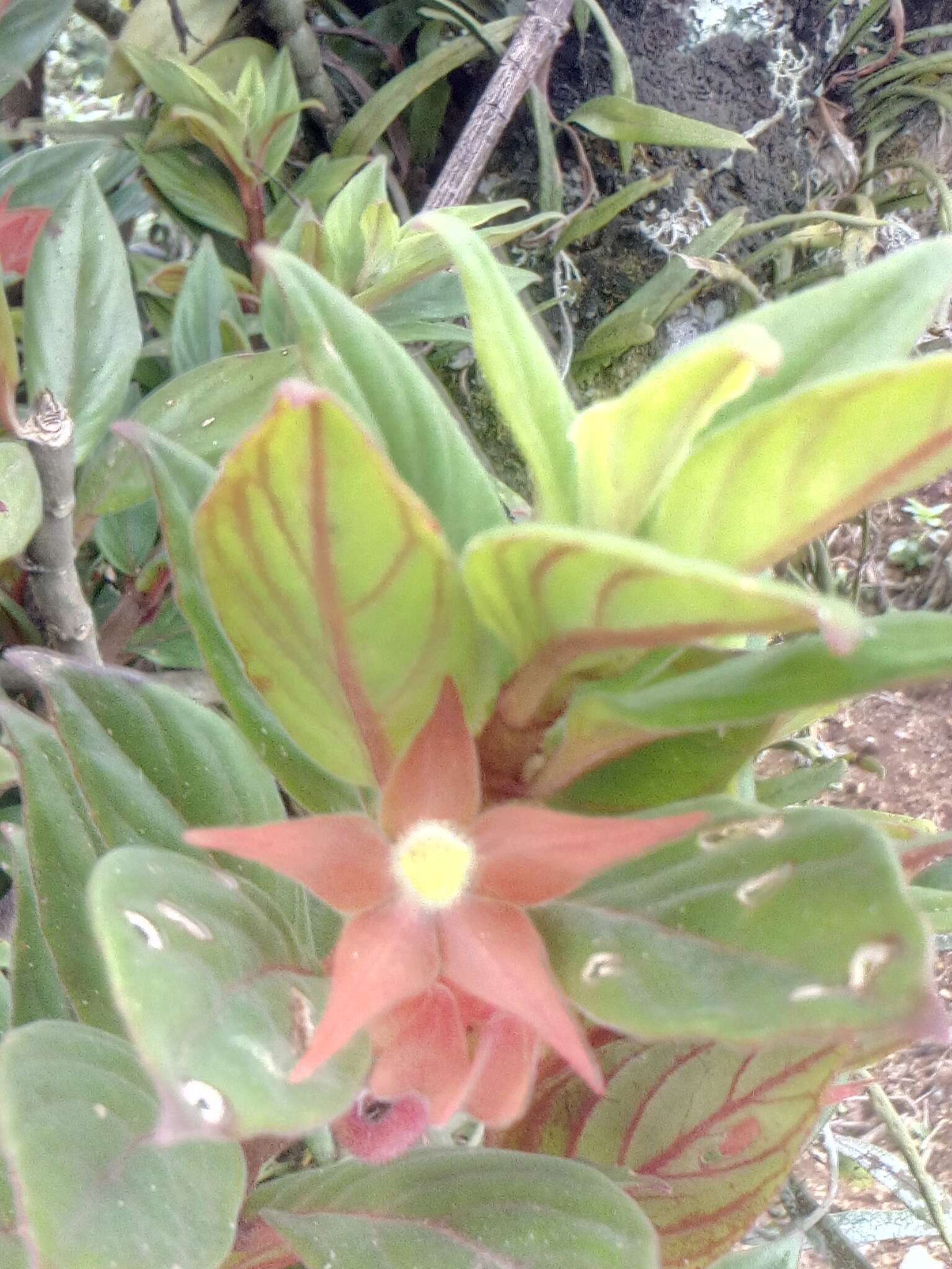 Image of Columnea schiedeana Schltdl.