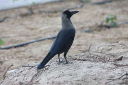 Imagem de Corvus splendens Vieillot 1817