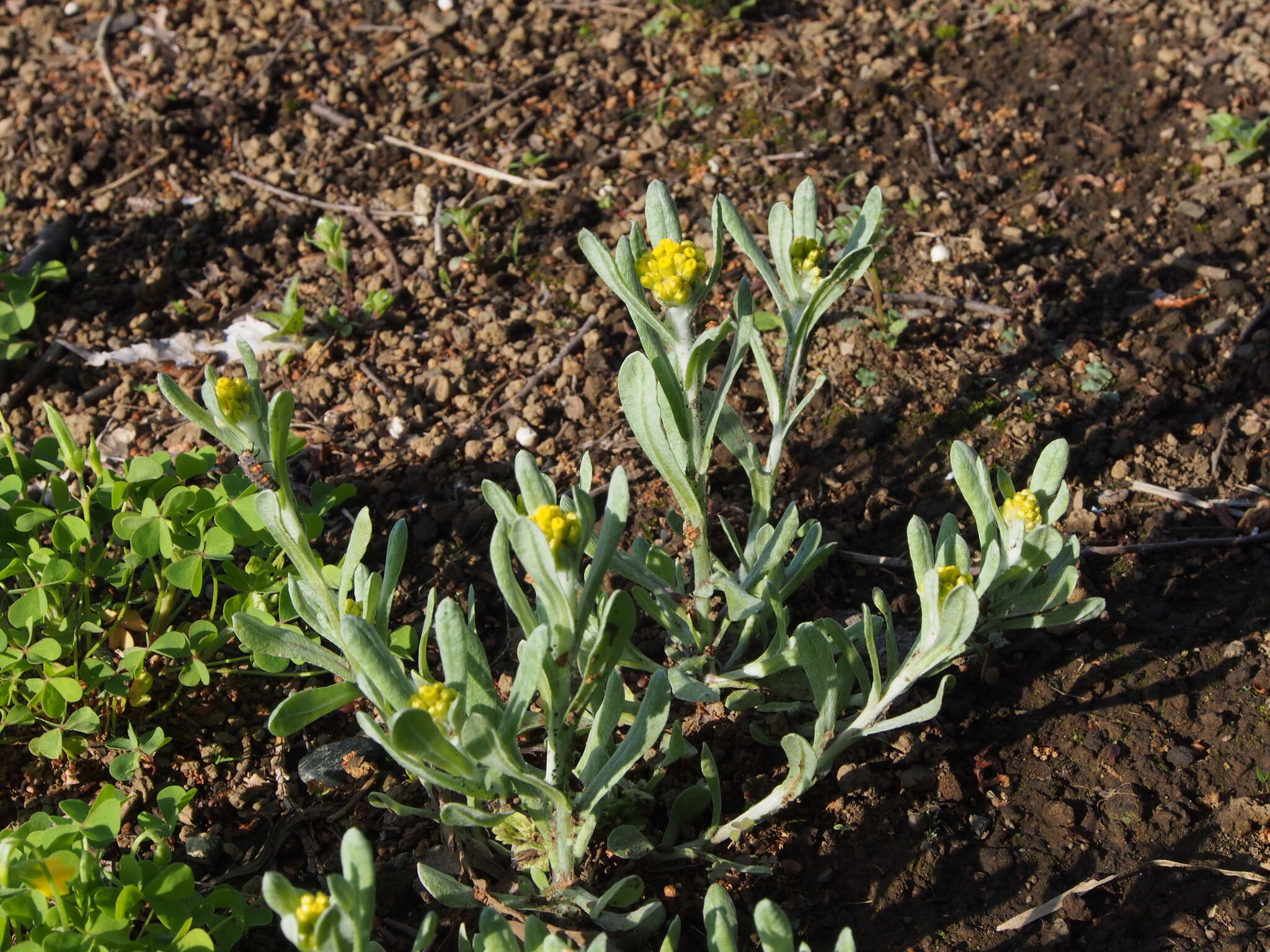 Image of Pseudognaphalium affine (D. Don) A. A. Anderberg