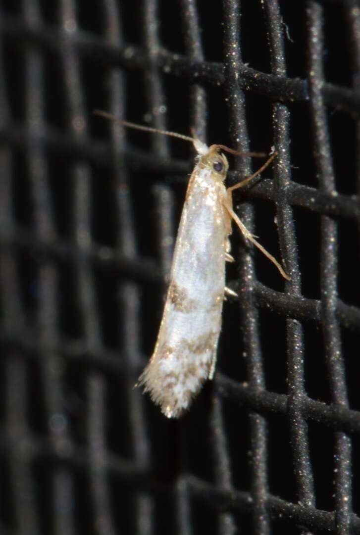 Imagem de Argyresthia thuiella Packard 1871