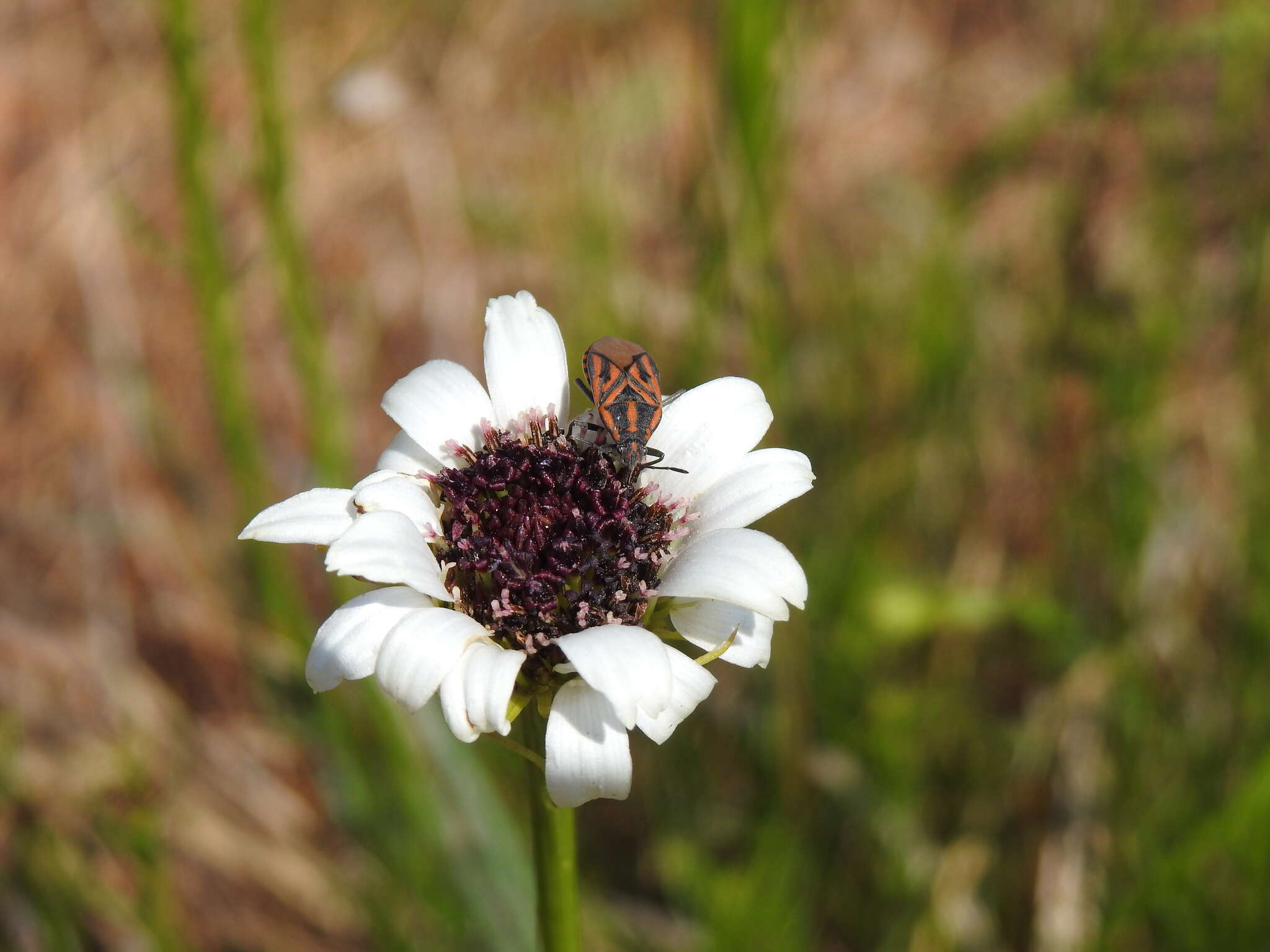 Image of Wild ox-eye daisy