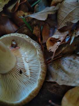 صورة Lactarius fluens Boud. 1899