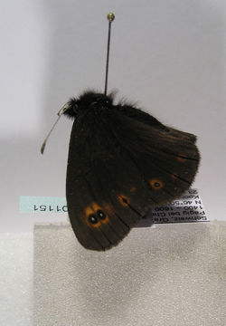 Image of <i>Erebia medusa</i> Schiffermüller 1775