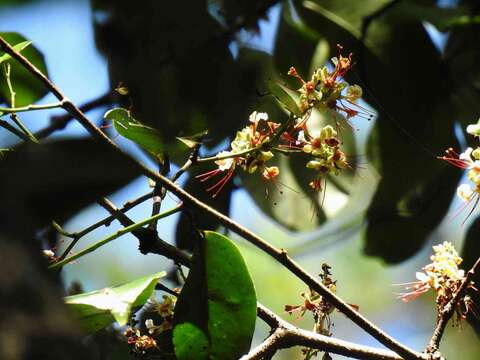 Image de Macrolobium bifolium (Aubl.) Pers.