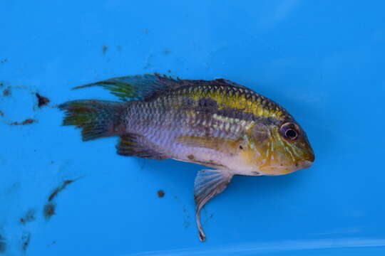 Image of Banded acara